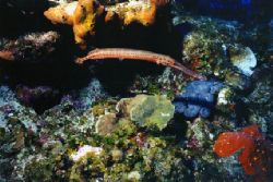 Trumpet Fish hanging out amongst the hard and soft coral.... by Matthew Shanley 